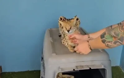 José “El de El Buque” y otras dos personas investigadas por mantener cinco servales africanos en Gran Canaria